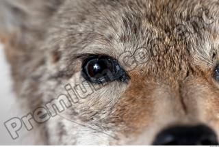 Wolf head photo reference 0022